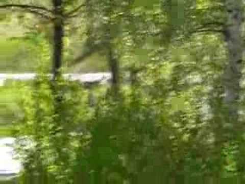 36 Rajd Platinum Elmot Remy - GRZYB