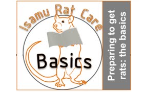 Preparing to get rats - the basics