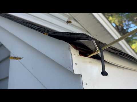 Yellow Jackets Under the Roof Siding in...