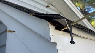 Watch video: Yellow Jackets Under the Roof Siding in...