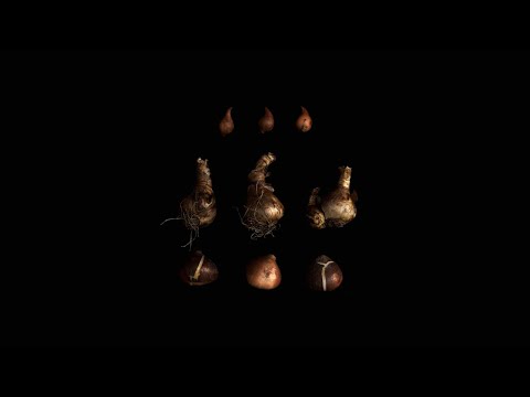 Time to plant onions!