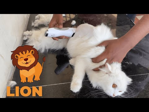 My Cat transformed into a Lion 🦁