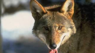 Jimbo Mathus - Coyote