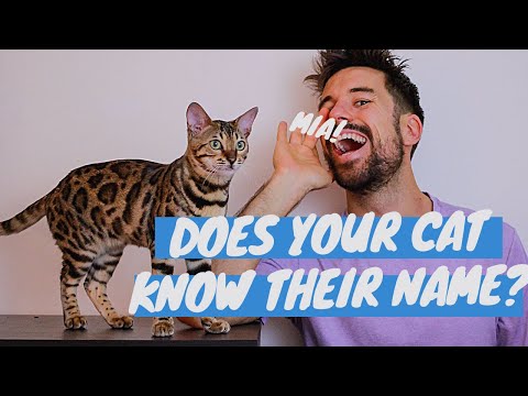 Does Your Cat Know Their Name? #Shorts