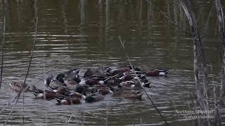 Northern Shovelers in Barbara's Lake