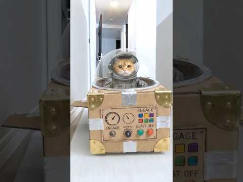 Save the Baby Brother! Cat's Epic Rescue Mission🚀