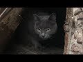 Gray Cat From The Basement