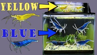 How to Keep Different Neocaridina Shrimp Species in one Tank without Mixing them together?