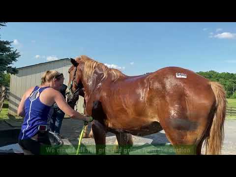 5 Horses Saved from Slaughter!