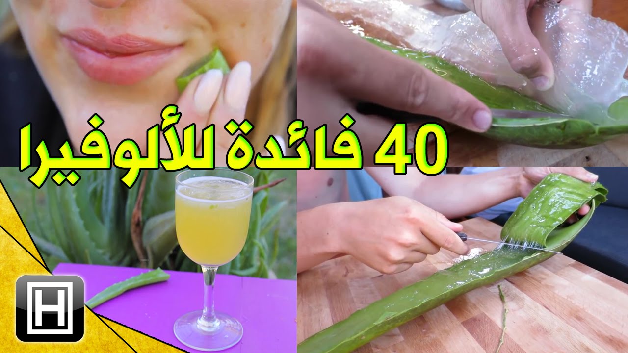 اربعين فائده لصبار الالفيرا واستعمالاتها