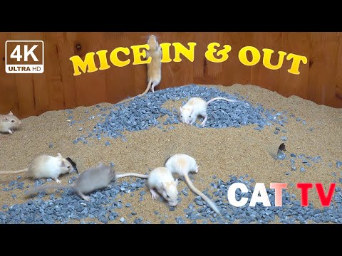 Cat TV games for cats to watch: Ultimate Mice Hide & Seek - 3 Hours of Entertainment - MICE CUTE 4K