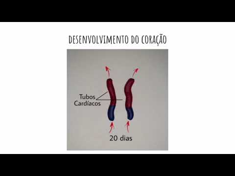 Sistema Cardiovascular Primitivo - Embriologia (UFRPE - Lic. em Ciências Biológicas)