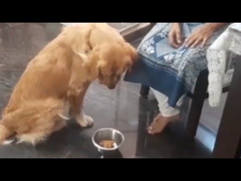 Buzo fun time with breakfast 😋#fun #dog  #goldenretriever #funny