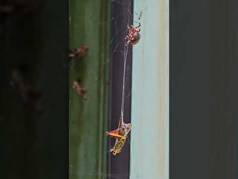 Strong Grasshopper escapes from Self-assured Orb Weaver's Web
