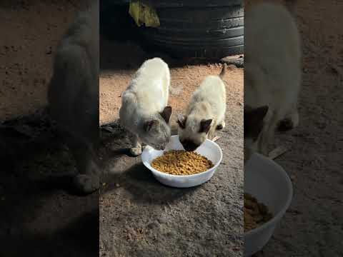 Esses gatinhos ajudaram muito Seu Ricardo #viral #paraiba #nordeste #campinagrande