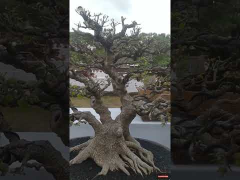 Bonsai Kimeng Berkarakter Sensasi Bonsai,Denpasar