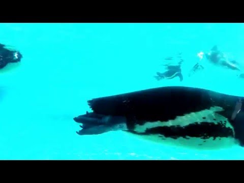 London Zoo- Summer 2015