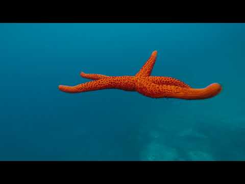 Harry Hawaii - BeneathTheWaves (Official Video)