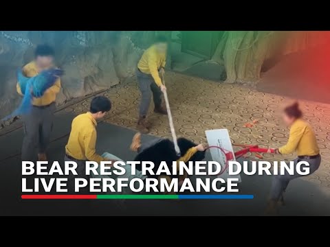 Eyewitness videos show handlers restraining bear at China wildlife park | ABS-CBN News
