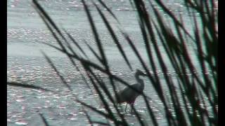 preview picture of video 'The Danube Delta part 6 of 6'