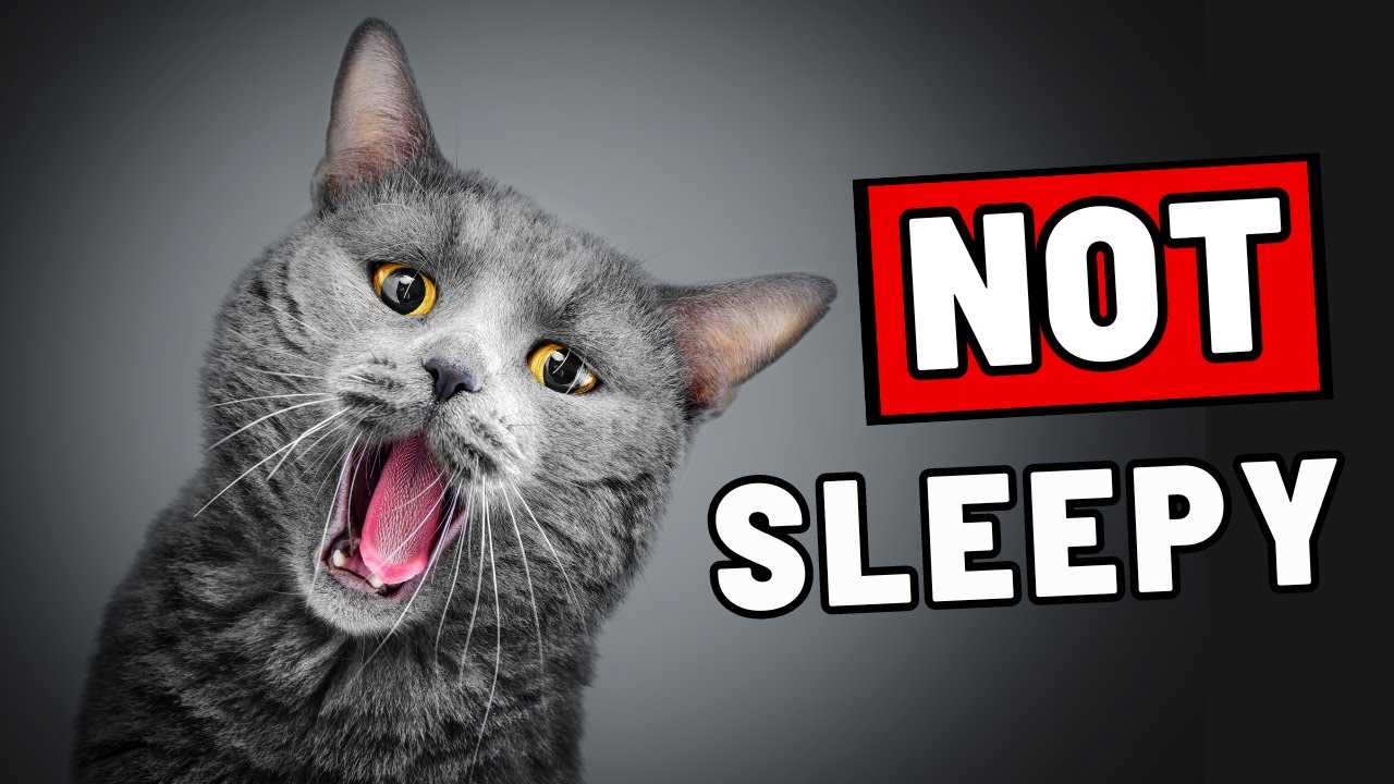 SHOCKING: Why Does Your Cat YAWN at You? (And Other Things Your Cat Is Trying to Tell You)