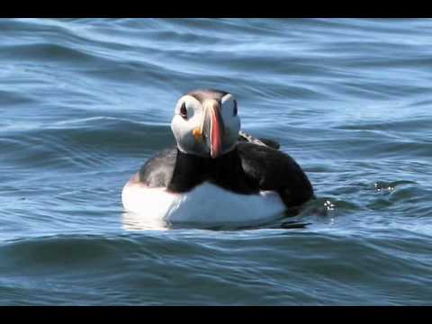 Atlantic Puffin | Lee's Birdwatching Adventures Plus