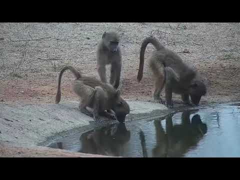Djuma: Baboons and then Nyala bull drink at the pan - 07:00 - 09/29/21