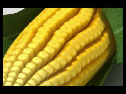 D Gazi talks about his book on Zimbabwe:FARMING