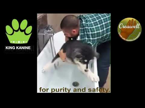 CBD for Cats Video Preview