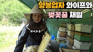 새벽에 와이프 깨워서 벚꽃꿀 채밀하기