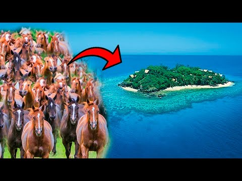PORQUE ESSA ILHA DESERTA FICOU INFESTADA DE CAVALOS?
