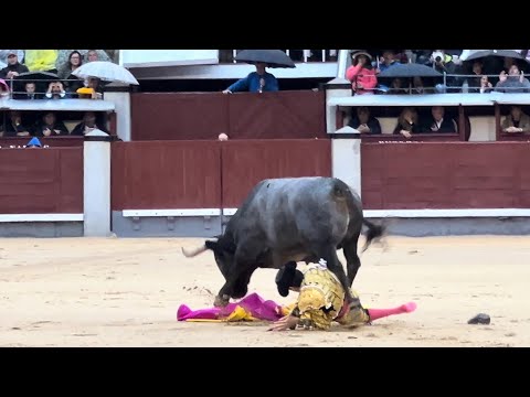 Salida 2º toro de VICTORINO MARTÍN: "PORTEVELOS" - 12-octubre-2024 - Las Ventas