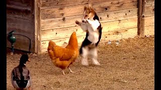 animales perro vs gallina