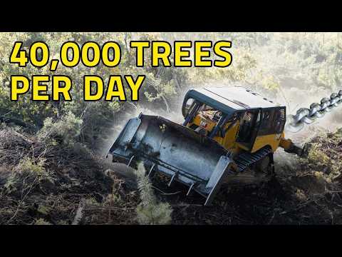 Bulldozers + Boat Anchor Chain = New Forest?