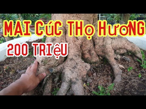 Xem Cây Mai Cúc Thọ Hương 200 Triệu - Tham Quan Nhà Vườn Mai Cúc Thọ Hương Tiền Tỉ Ở Sa Đéc