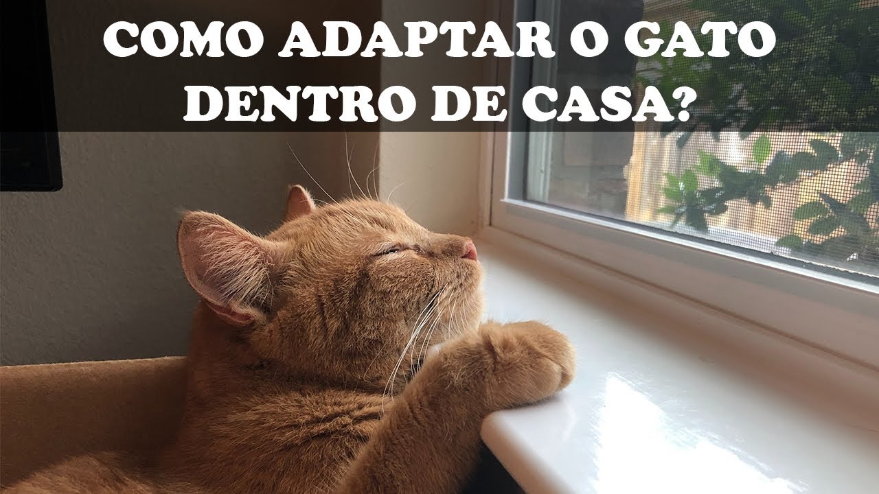 COMO ADAPTAR O GATO DENTRO DE CASA?