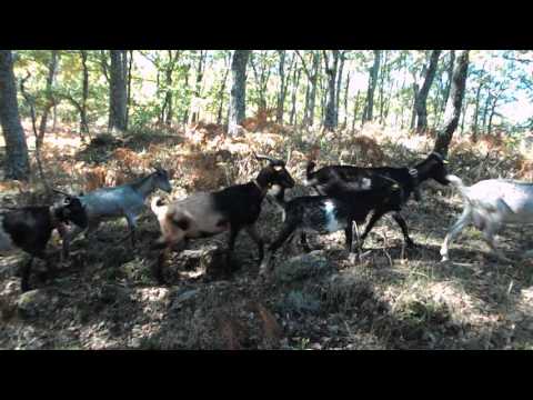 Sierra de Béjar: de Montemayor del Río a Valdelageve