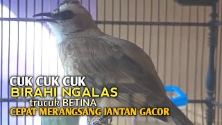Download lagu Trucuk BETINA memanggil Jantan Suara Birahi Ngecuplik 100% pancingan trucukan gacor agar BUNYI EMOSI mp3
