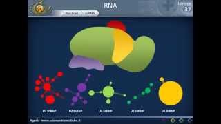 RNA - Nucleari