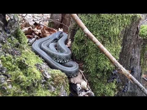 Gjarpëri i ujit - Natrix natrix