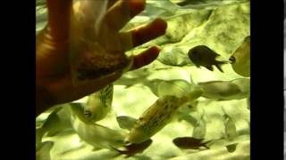 preview picture of video '【魚津水族館】お魚さんに餌をあげよう！【波の水槽】'