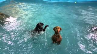 Dogs in the water