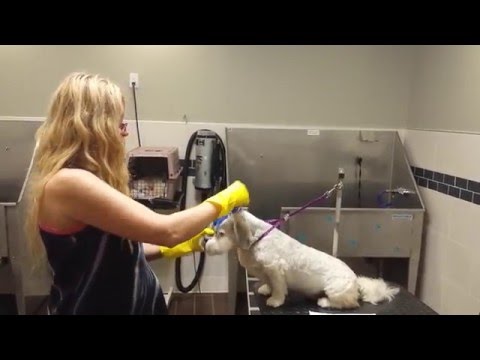 Lhasa Apso( colors)  at PET WISHES by VERONA