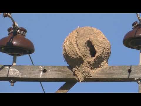 Golondrina parda Progne tapera Santa Fe Argentina 2023