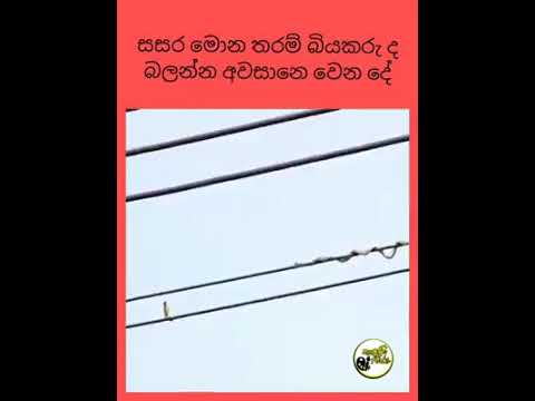 මේ සසර කෙතරම් බියකරු ද බලන්න වෙන දේ