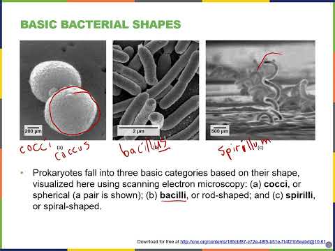 Biology2E Ch22 MChen Lecture Video Part1