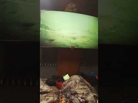 This Bite Was Insane! #insane #pike #fishingvideo #crazy