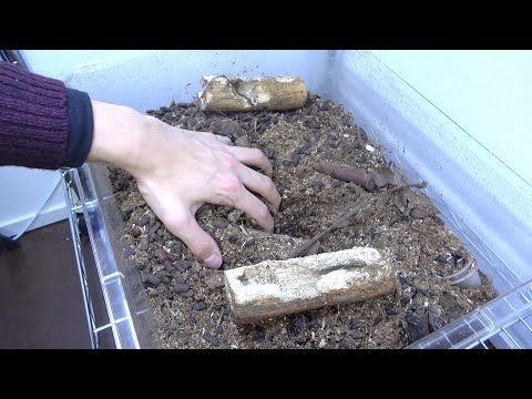 カブトムシも農薬の影響を受ける