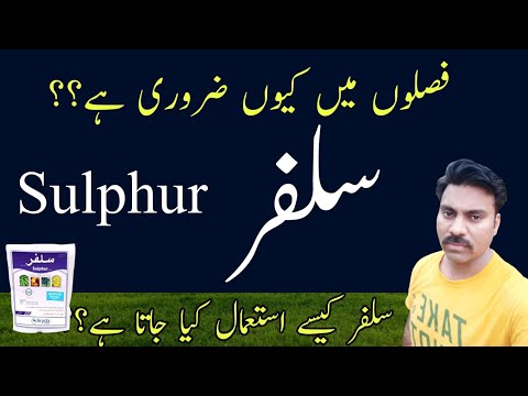 Sulphur use in agricultural crops | Abid Ali Agrarian