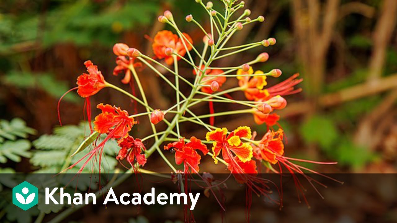 Inflorescence of Flowers | Morphology of Flowering Plants | Biology | Khan Academy